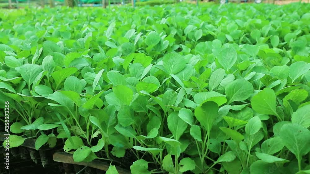 Vegetable plots in agricultural farms, seedling cultivation Vegetable plots in agricultural farms, seedling cultivation