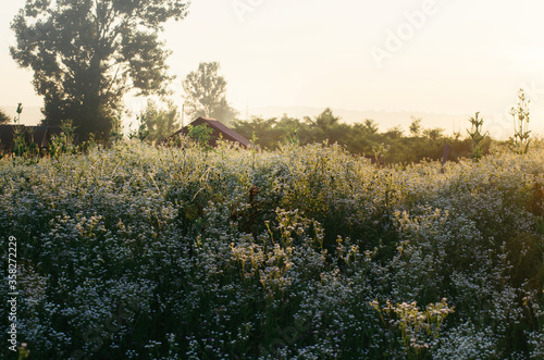 flower field on summer morning