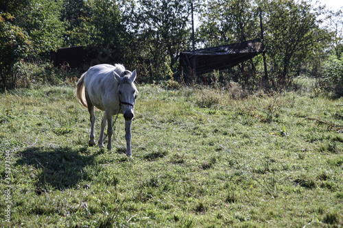Beautiful racehorse on a pasture in the village. Horse in nature near the forest. Stock background for design © subjob