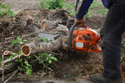 A man using a chainsaw cuts trees into small firewood in a garden, park or square. Sanitary pruning of trees