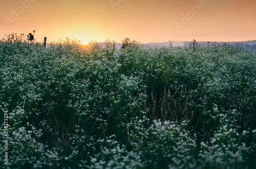 summer flower field at sunset