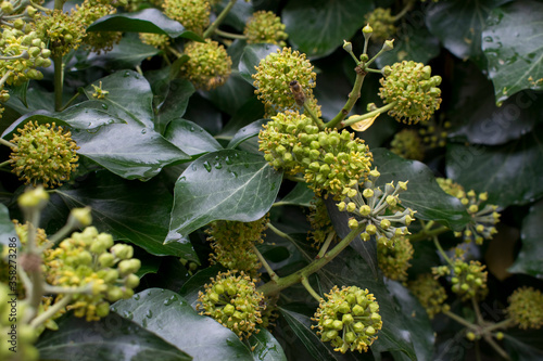 Macro of Hedera, commonly called ivy, the family Araliaceae. Closeup of blossoming evergreen and ground-creeping woody plants. Wet dark green leaves of Hedera and florets with bee © Zaza