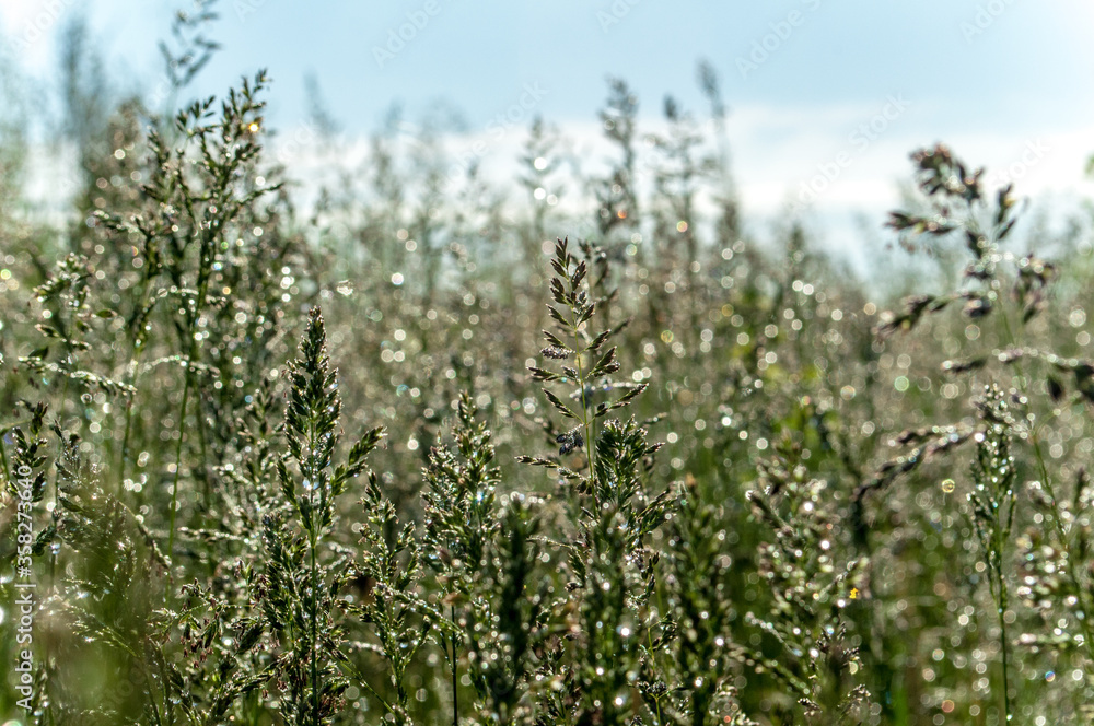 dew on the grass in the morning dew on the grass in the morning