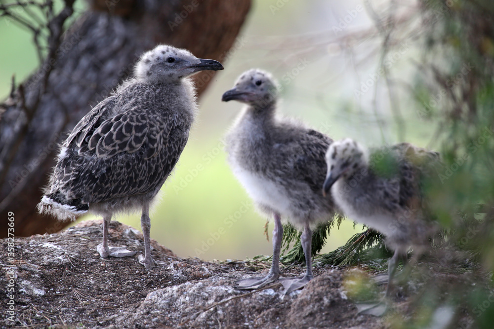 seagulls calves