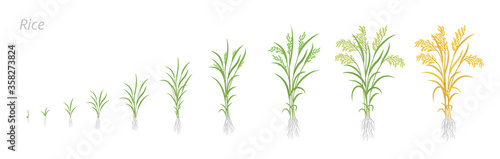 Rice plant growth stages. Development cycle. Oryza glaberrima. Oryza sativa. Cereal grain. Harvest animation progression. Ripening period vector infographic set.