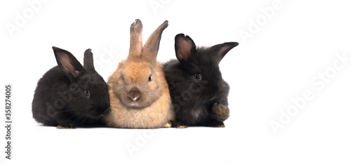 one brown bunny rabbit sitting in between of two black ones on white background.