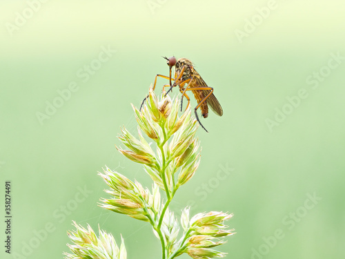 Helle Tanzfliege (Empis livida) sitzt auf der Spitze der Blüten eines Wiesen Knäuelgras (Dactylis glomerata) vor hellgrünem unscharfem Hintergrund photo