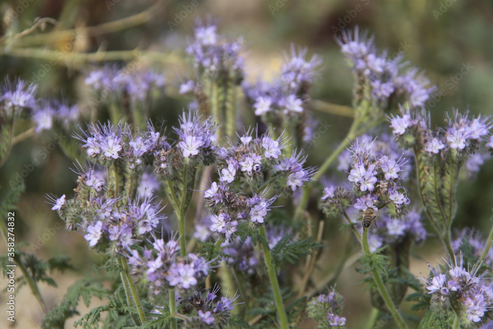 Obraz premium Bienenfreund