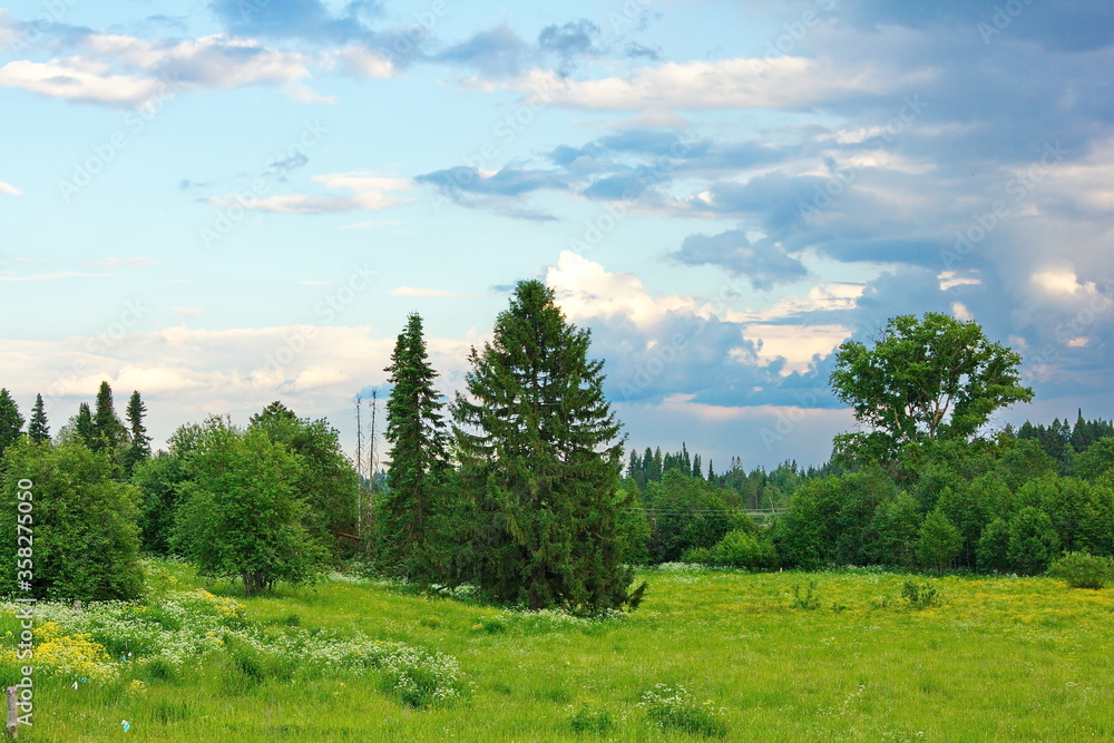 spruce and deciduous trees in a clearing in front of the forest
spruce and deciduous trees in a clearing in front of the forest