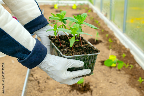 female hands are planting zinnia flowr seedlings into the soil. Farming and gardening concept. photo