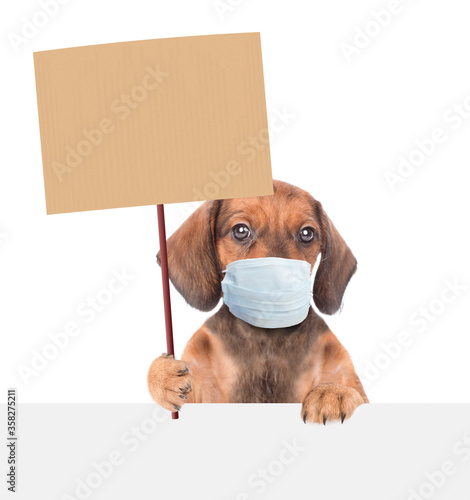 Dachshund puppy wearing medical protective mask holds blank banner mock up on wood stick and looks above empty banner. Isolated on white background © Ermolaev Alexandr