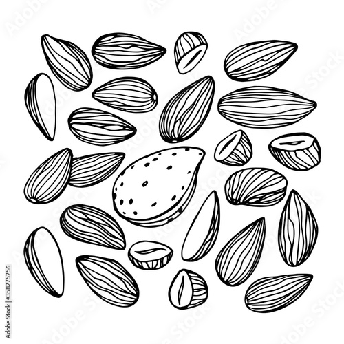 set of peeled almond kernels, element of decorative ornament or pattern, vector illustration with black contour lines isolated on a white background in doodle and hand drawn style