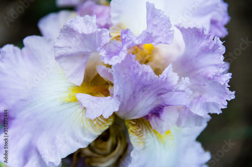 Fototapeta Naklejka Na Ścianę i Meble -  Irises xiphium (Bulbous iris, sibirica). Holiday greeting card for Valentine's Day, Woman's Day, Mother's Day, Easter!