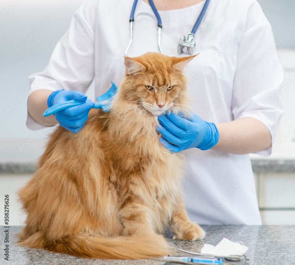 Veterinarian combing the hair of an adult cat in a veterinary clinic Veterinarian combing the hair of an adult cat in a veterinary clinic