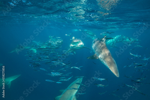 Bronze whaler sharks and common dolphins competing to feed on a sardine bait ball during the sardine run,  Wild Coast, Indian Ocean, South Africa. © wildestanimal