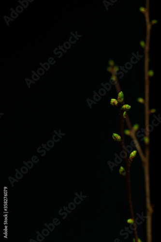 green plant on black background