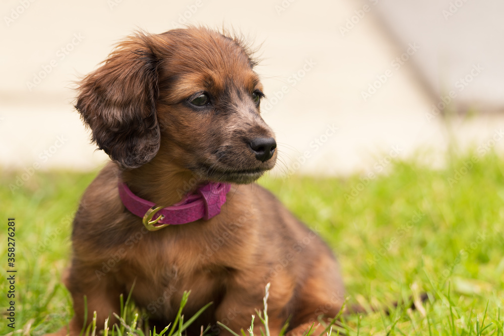 Long haired miniature dachshund puppy.
Dachshund 9 weeks old .