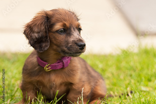 Long haired miniature dachshund puppy.
Dachshund 9 weeks old . photo