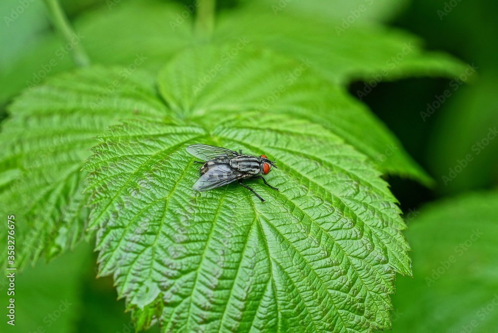 big gray fly sits on a green leaf of a plant in nature big gray fly sits on a green leaf of a plant in nature