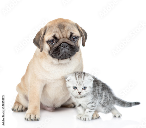 Pug puppy sits with scottish kitten and looks at camera. isolated on white background © Ermolaev Alexandr