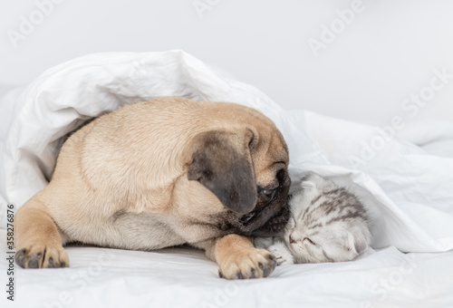 Friendly Pug puppy licks baby kitten under a warm blanket on a bed at home