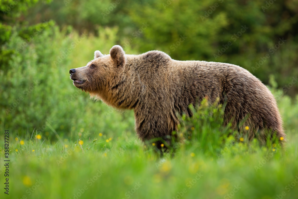 Alert brown bear, ursus arctos, sniffing with snout up in summer nature with green blurred background. Attentive wild mammal detecting scents on a meadow with green grass. Alert brown bear, ursus arctos, sniffing with snout up in summer nature with green blurred background. Attentive wild mammal detecting scents on a meadow with green grass.