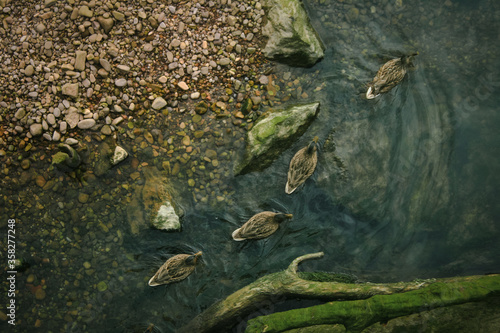 Duck Family In The River