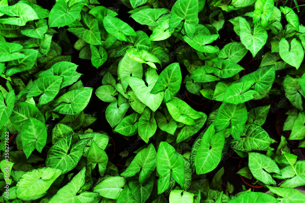 A lot of green flower leaves. View from above A lot of green flower leaves. View from above