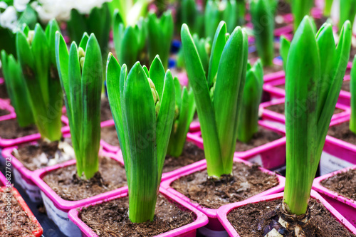 Seedlings of hyacinth flowers. Trade in plants in the store. Close-up