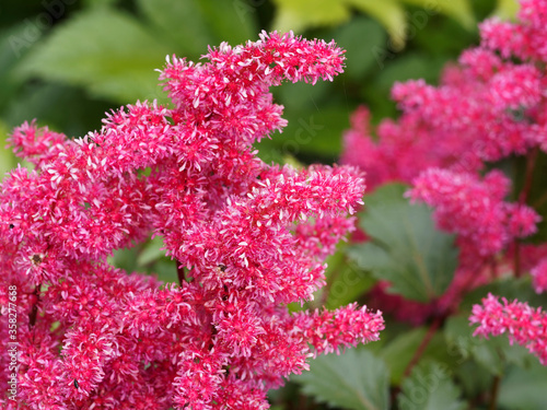 Astilbe Japonica 'Bremen' ou astilbe du Japon aux courtes tiges florales et décoratives de panachées de minuscules fleurs d'aspect plumeux rose