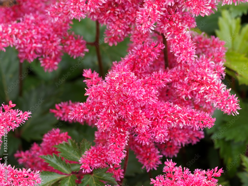 Astilbe x Japonica 'Bremen' | Astilbe du Japon ou astilbe de Chine à floraison magnifique de panicules de petites fleurs rose foncé d'aspect plumeux dans feuillage découpé Astilbe x Japonica 'Bremen' | Astilbe du Japon ou astilbe de Chine à floraison magnifique de panicules de petites fleurs rose foncé d'aspect plumeux dans feuillage découpé