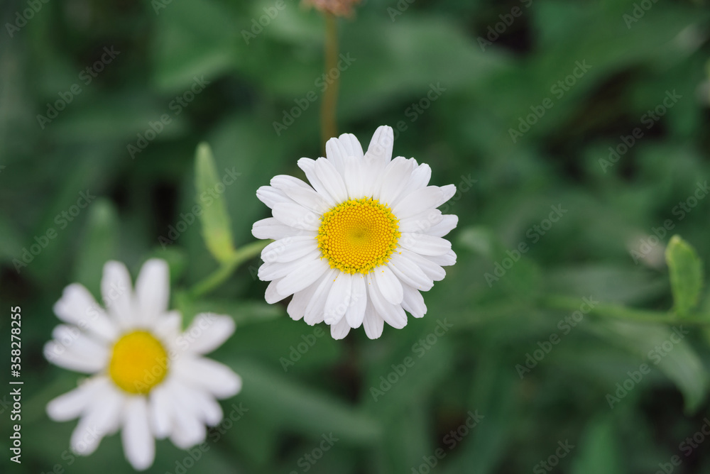 fresh white daisy on green meadow gras background, close-up top view, horizontal outdoors stock photo image fresh white daisy on green meadow gras background, close-up top view, horizontal outdoors stock photo image