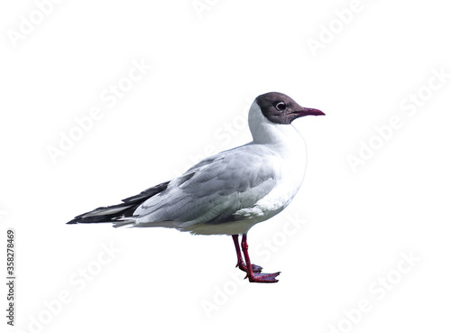 Black-headed gull isolated on white background © dmf87
