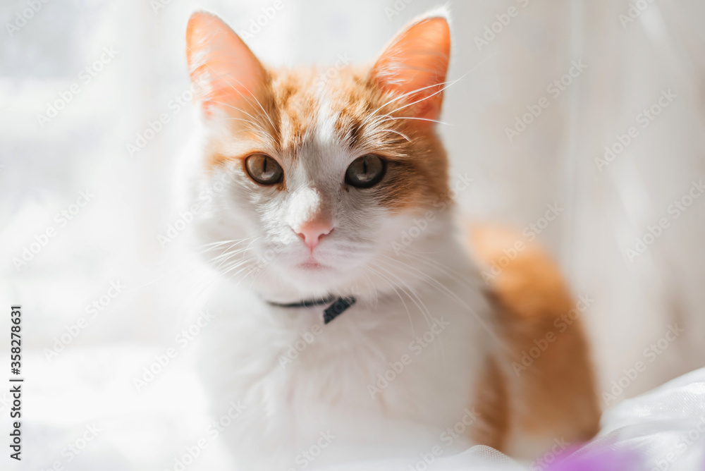 portrait of an orange white cat looking close-up