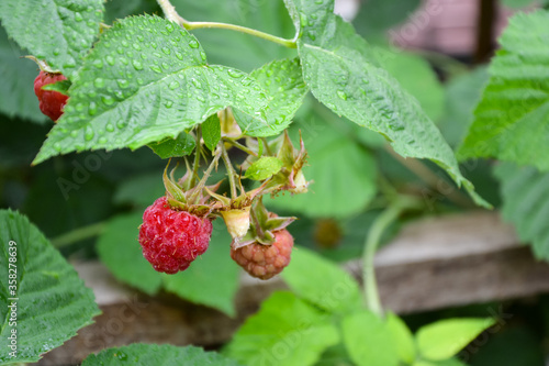 Raspberry bush after summer rain. Fresh green leaf. Village. Foliage. Raspberries plant leaves. Organic agriculture. Countryside garden.