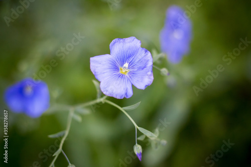 Blue Geranium pratense flower on the field