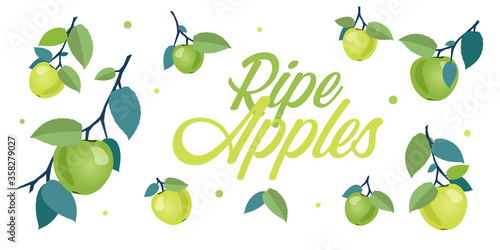 Ripe green and yellow apples on branches with leaves. Cartoon vector illustration of fresh fruits on white background for leaflets, flyers, banners, posters, decor or print design