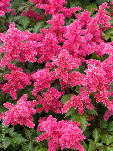 Astilbe Japonica 'Bremen' ou astilbe du Japon aux courtes tiges florales et décoratives de panachées de minuscules fleurs d'aspect plumeux rose photo