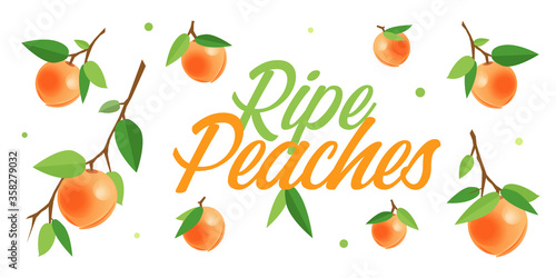 Ripe orange peaches on branches with green leaves. Cartoon vector illustration of fresh fruits on white background for leaflets, flyers, banners, posters, decor or print design