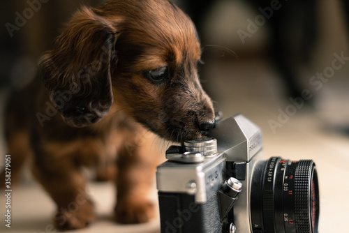 Long haired miniature dachshund .8 weeks old.