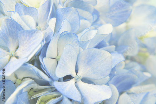 Closeup of blue hydrangea flowers