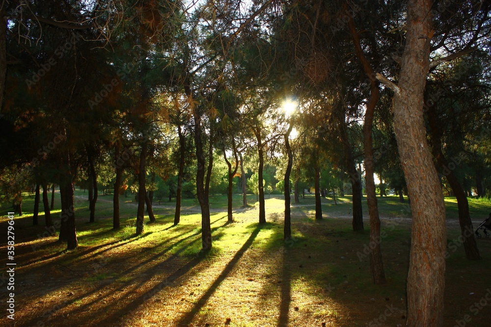 Naklejka premium Trees with their shadows in a small forest