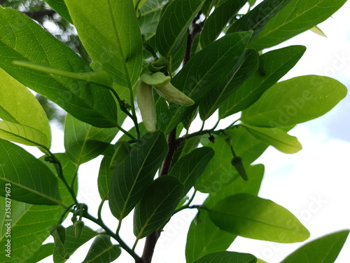 green leaves of a tree sugar apple