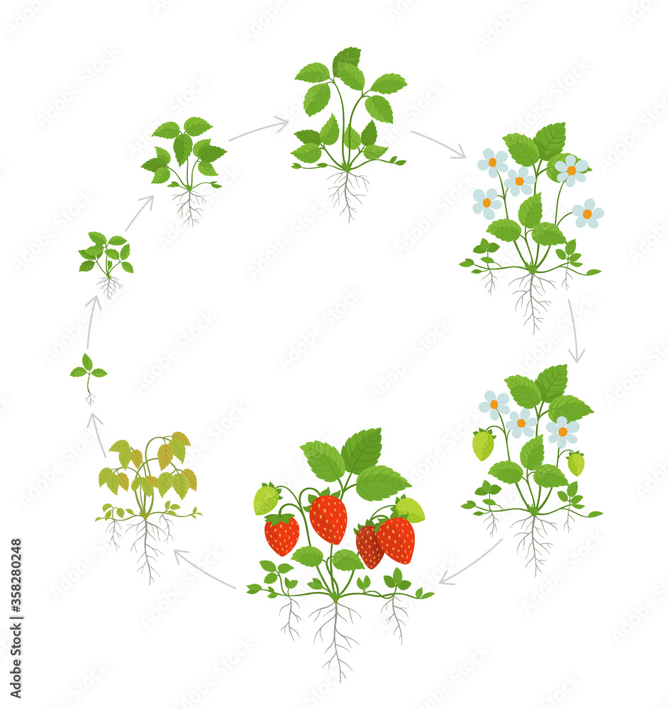 Strawberry plant growth stages. Round life cycle. Harvest progression ...