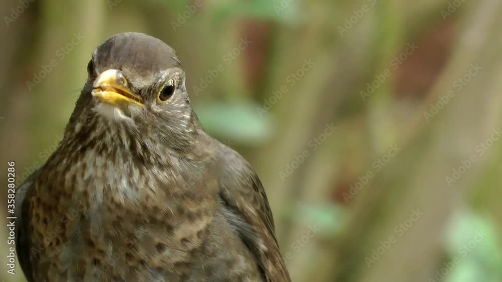 The female blackbird (Turdus merula) eats berries in an urban city garden. The female blackbird (Turdus merula) eats berries in an urban city garden.