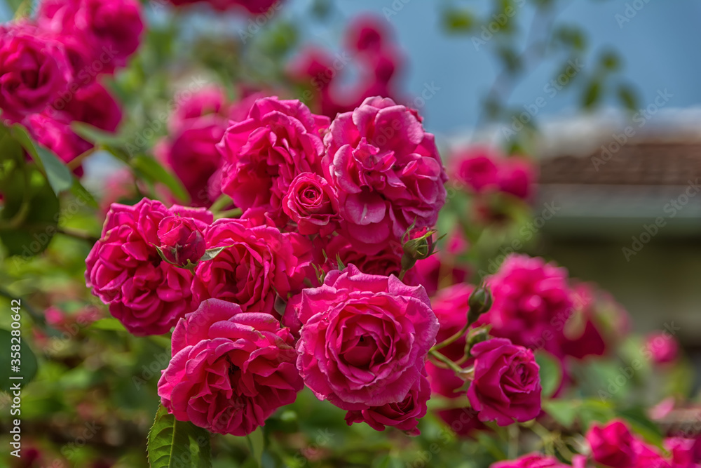 Garden with fresh pink roses Garden with fresh pink roses