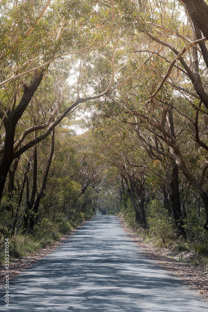 Fototapeta premium Country Lane with trees over hang 