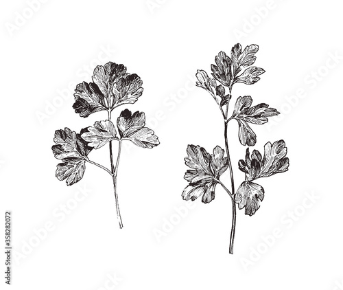 Close up  illustration of parsley herb, hand drawn parsley leaves isolated on white background