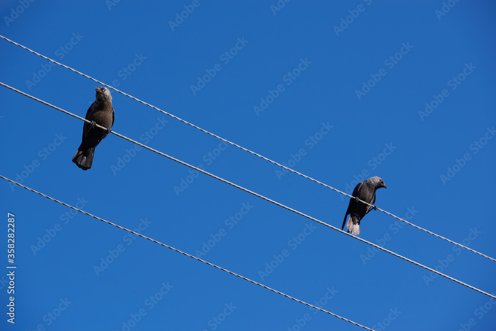 Birds are on electrical wires. Diagolal composition. bird swallow sitting on a wire Birds are on electrical wires. Diagolal composition. bird swallow sitting on a wire
