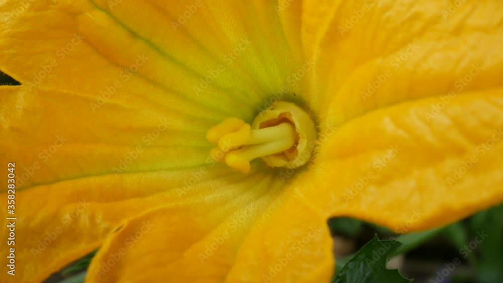 Courgette flower blooming in the vegetable garden, detail, close up real time 4K Courgette flower blooming in the vegetable garden, detail, close up real time 4K